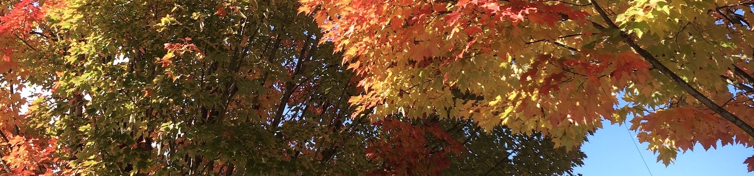 banner-image