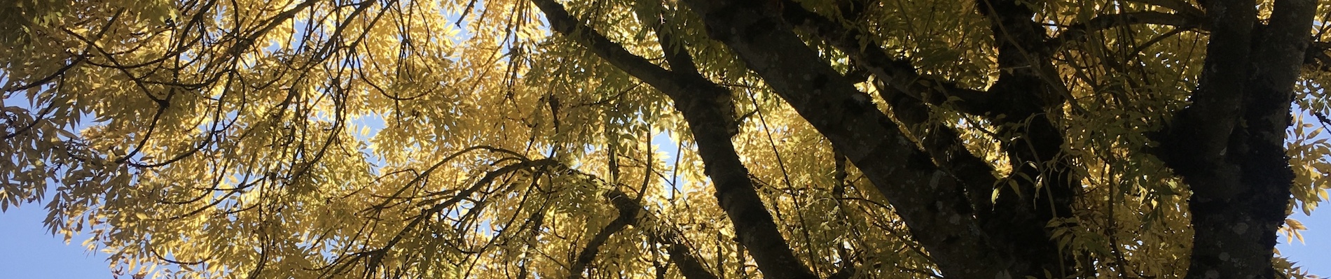 banner-image
