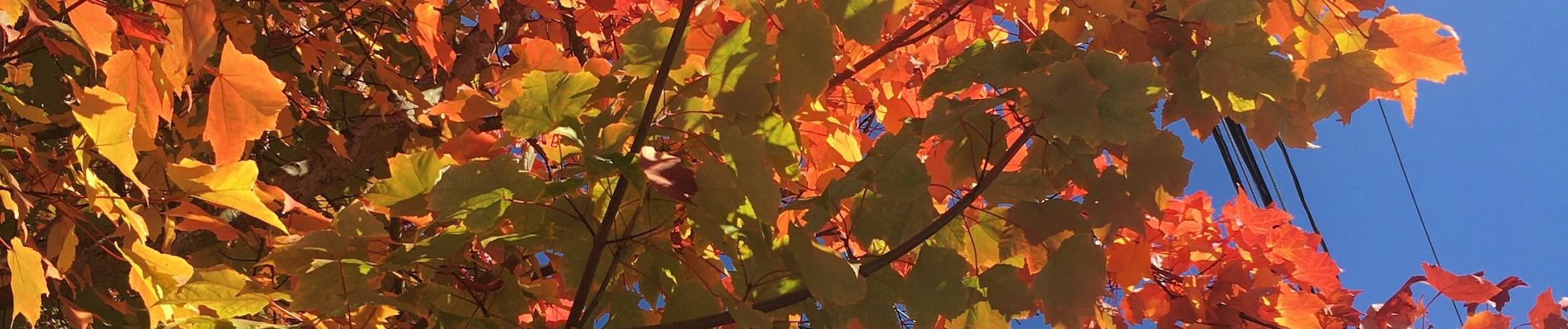 banner-image