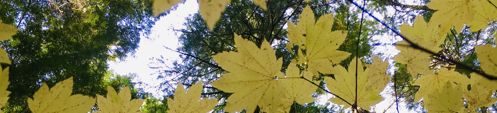 banner-image