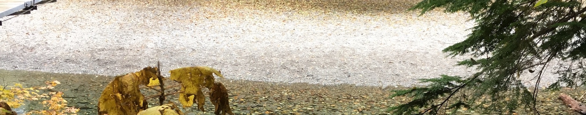 banner-image