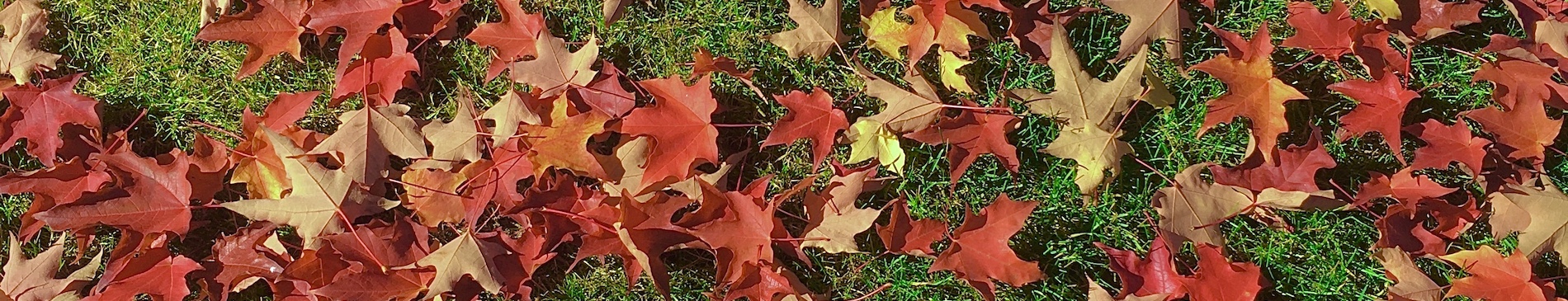 banner-image