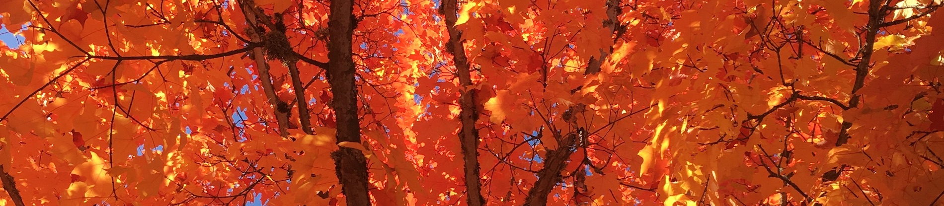 banner-image
