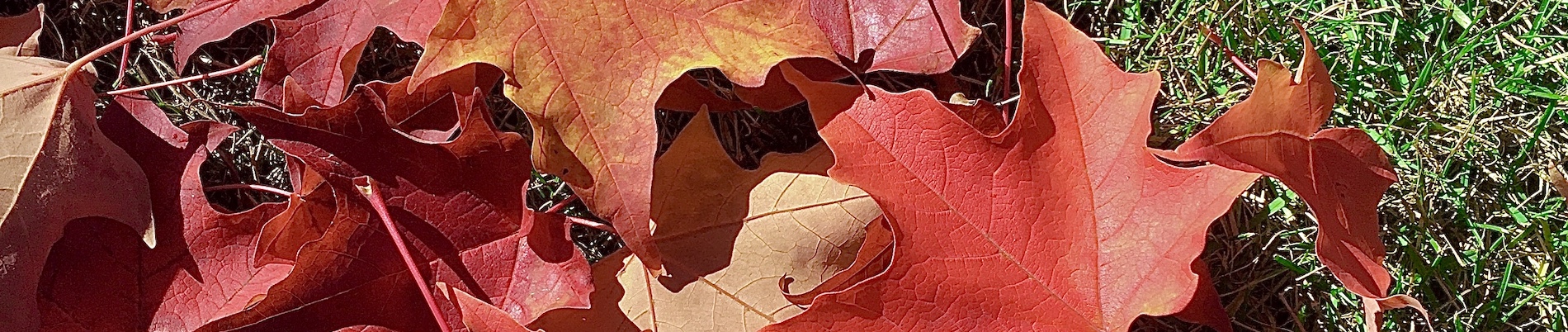 banner-image