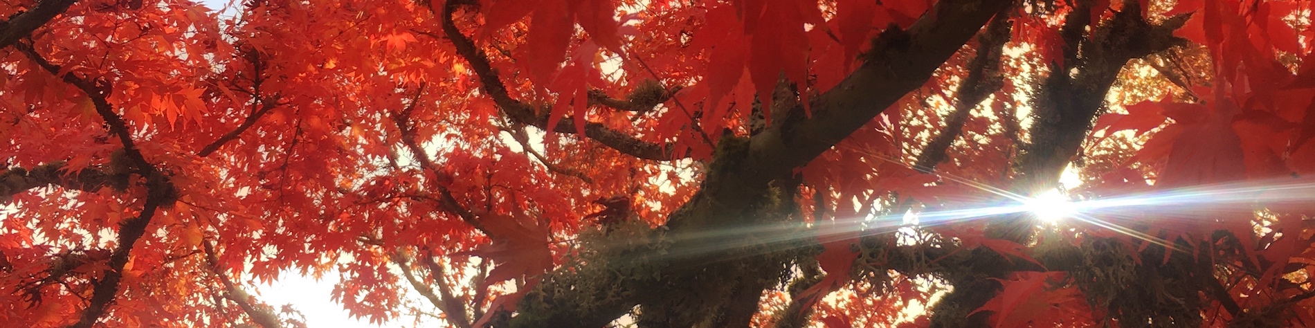 banner-image