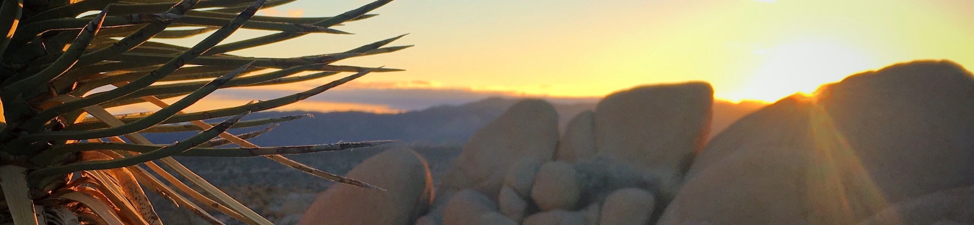 banner-image