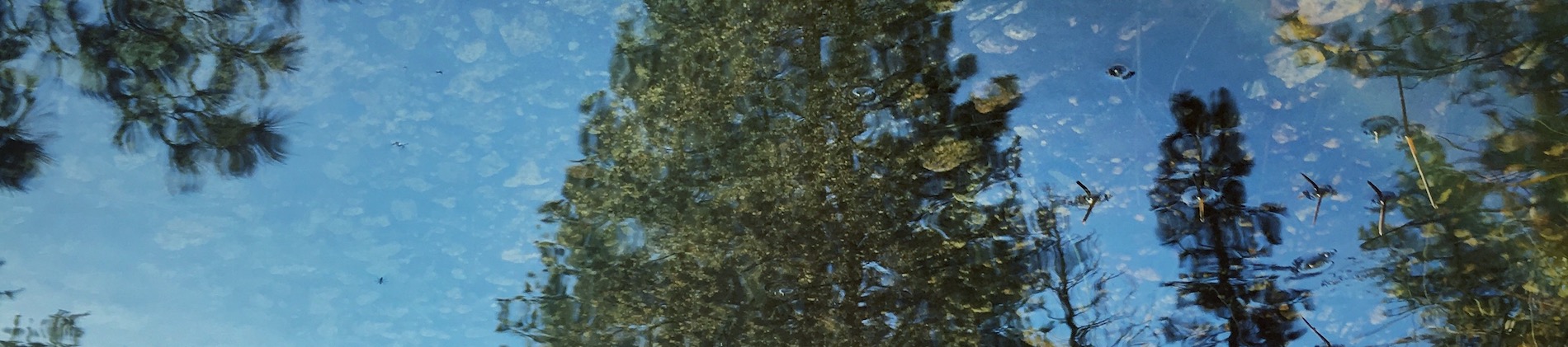 banner-image