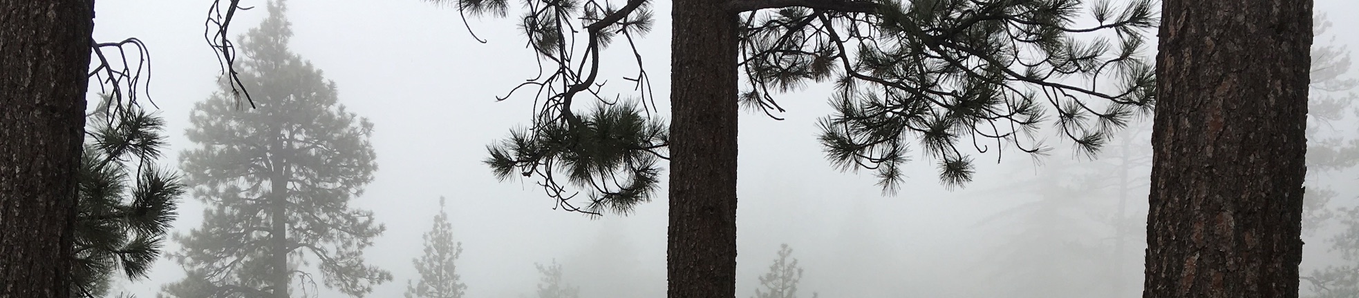 banner-image