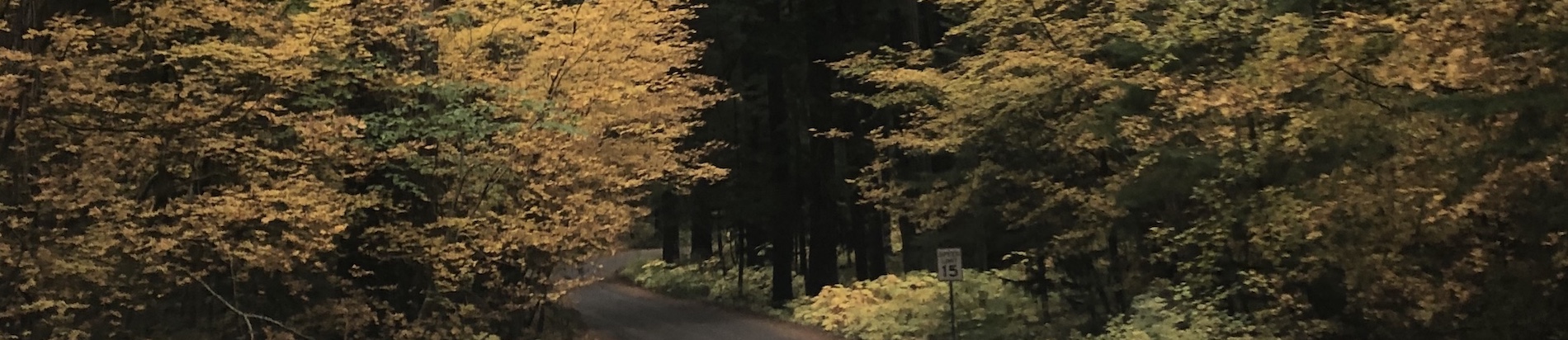 banner-image