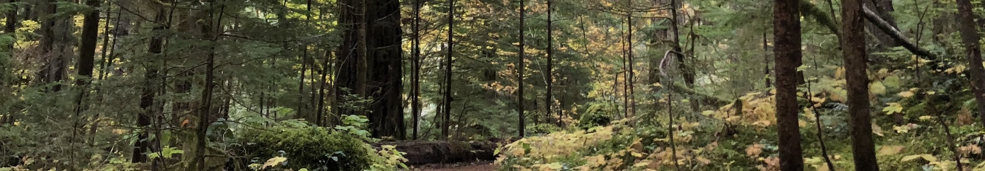 banner-image